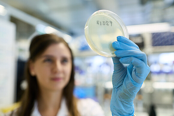 Petrischale Frau trägt blauen Einmalhandschuh und hält eine Petrischale