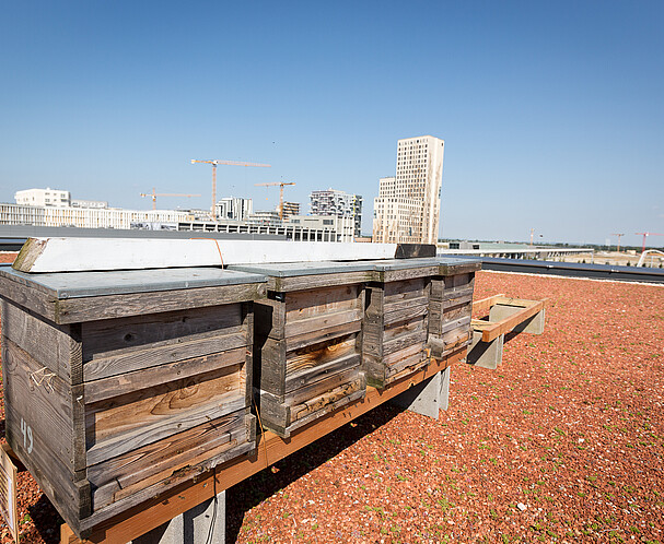 Ein Bienenstöcke auf dem Dach des Technologiezentrum Seestadt