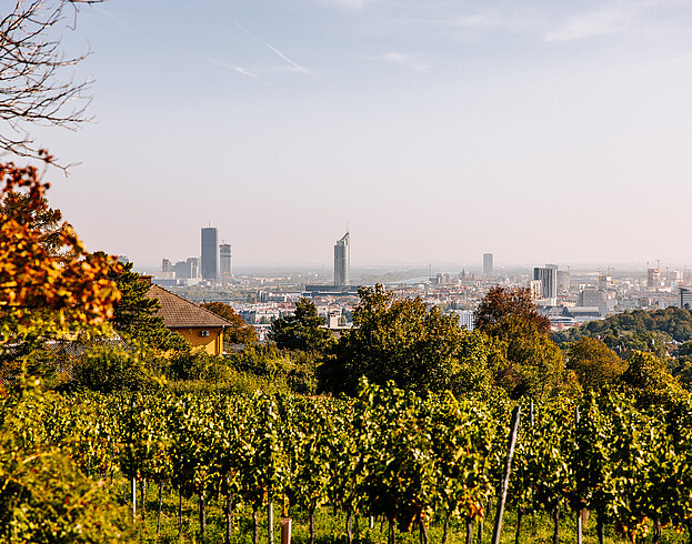 View of Vienna taken from a green vineyard