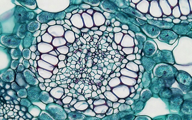 Microscope image of a human cell.