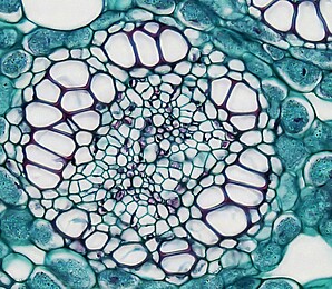 Microscope image of a human cell.