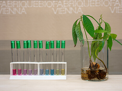 Biofabrique Vienna-Farbproben Biofabrique Wien: Färbeproben